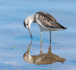 Greenshank