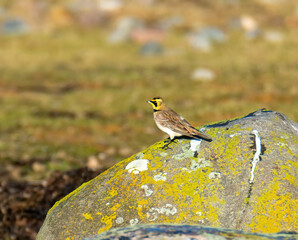 Horned Lark