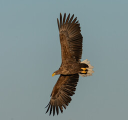 eagle in flight
