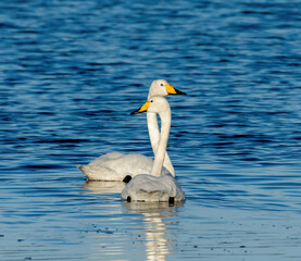 white swan on the water
