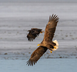 eagle in flight