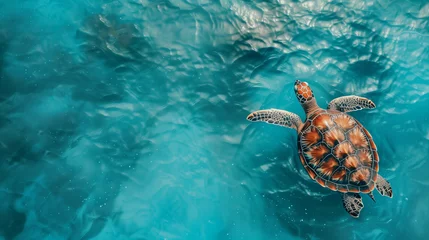 Türaufkleber Aerial view of sea turtle swimming on blue ocean © tropicallife
