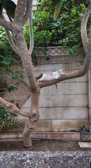 Cat on trees