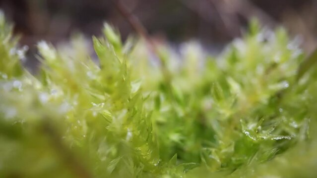 Moss in macro in the spring