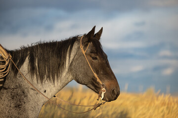 Western Blue Roan Ranch horse bridle and lasso