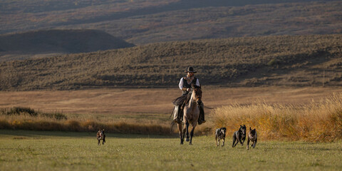 Cowboy on roan Quarter horse running with cowdogs