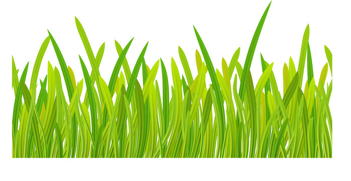 green grass on transparent, png. Spring background. Design for banners, greeting cards, spring sales. illustration