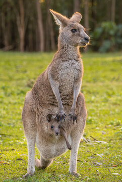 Mother kangaroo with her baby joey sticking her head out of the pouch