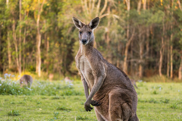 Adult kangaroo raised looking towards camera in the middle of the forest. Copy space