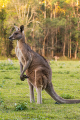 Adult kangaroo in Coombabah Park, Queensland, Australia © Uri Prat