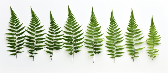A row of fresh green fern leaves is neatly lined up against a clean white background. The leaves are vibrant and full, creating a pleasing contrast against the simplicity of the white backdrop.