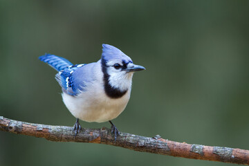 Obraz premium Blue Jay, Cyanocitta cristata, perched in front of a natural background