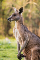 Portrait of an adult kangaroo from the side in Coombabah Park, Queensland, Australia