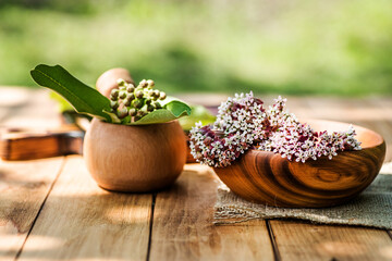 Asclepias, milkweeds, n Eco-friendly wooden utensils on rustic table on grass background in the sun. The concept of toxic substances in plants for medicinal use - obrazy, fototapety, plakaty