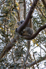 Koala resting on top of a eucalyptus tree in Coombabah Park, Queensland, Australia
