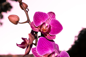Obraz premium Variegated orchid with sky background.