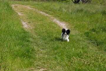 black and white dog running on a green meadow, papillon walking in nature 
