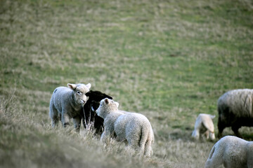 meeting of sheep, reunion de ovejitas