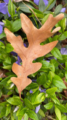 Fallen Oak Leaf on Periwinkle (Vinca Major)