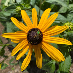 Rudbeckia with  Striped Sweat Bee
