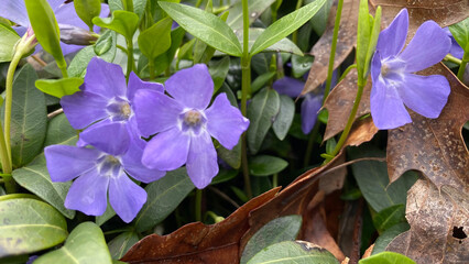 Close up on Periwinkle (Vinca Major)