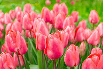 Pink tulips flowers with green leaves blooming in a meadow, park, flowerbed outdoor. World Tulip Day. Tulips field, nature, spring, floral background.