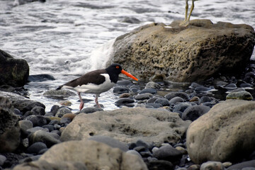 pajaro pilpilen, Magellanic Oystercatcher