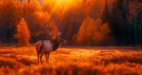 Fotobehang Elk in the autumn forest against the backdrop of sunset. © Konstantin Gerasimov