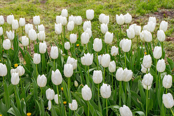 White tulips flowers with green leaves blooming in a meadow, lalwn, park, outdoor. Tulips field, nature, spring, floral background.