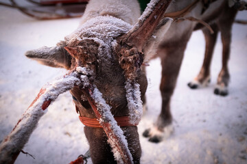 Tamed deer covered in snow with broken horns head shot still