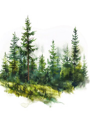 Forest firs landscape  Watercolor painting of a spruce forest on white background