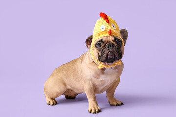 Cute French bulldog in chick hat on lilac background. Easter celebration