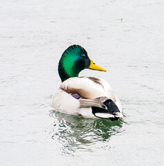 Fototapeta premium マガモ オス