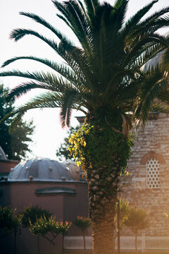 Palm Tree in a Park, Old City, Turkey