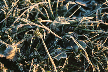 Close detail of frozen grass at sunrise in cereal crop under sunlight