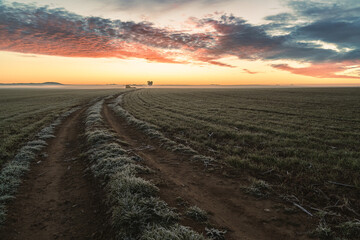 Landscape of road through cereal cultivation at dawn at sunrise, with red sky and frozen grass