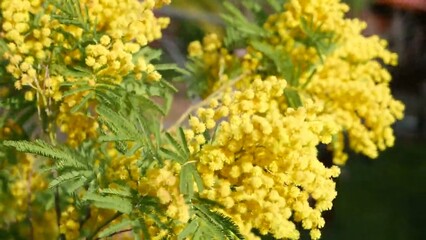A combination of yellow and green on a black background. The vibrant colors of mimosa flowers create feelings of happiness and optimism.