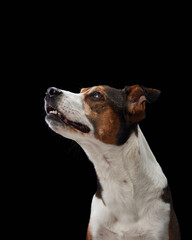 Portrait of dog a studio shot against a black background. charming mixed-breed with keen eyes
