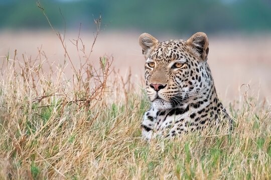 African leopard (Panthera pardus) portrait in the Okavango Delta, Botswana, Africa