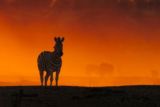 Zebra (Equus burchellii) stands in dust cloud at sunset, Makgadikgadi Pan, Botswana, Africa