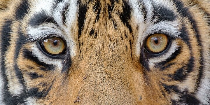 Bengal Tiger (Panthera tigris), close up of the eyes, Ranthambore National Park, Rajasthan, India, Asia