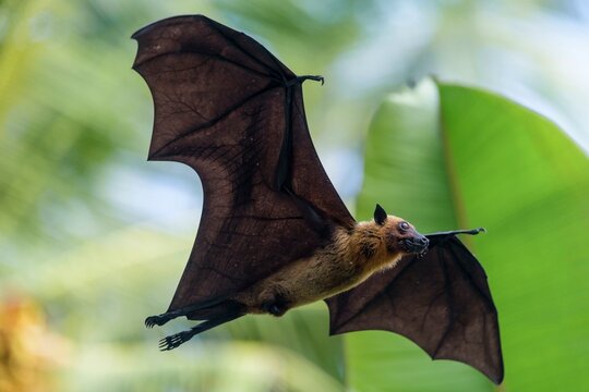 Indian Flying Fox (Pteropus medius), in flight, Kuramathi, Maldives, Asia