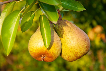 Ripe pears on a tree branch in the orchard.