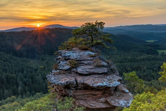 Sunset against the sun at the Buchkammer felsen with striking pine tree on the red rock in the Palatinate Forest