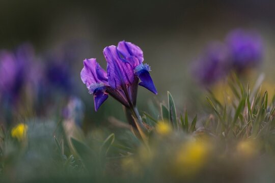 Dwarf iris (Iris pumila), Burgenland, Austria, Europe