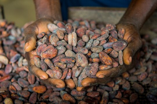 Woman holding cocoa beans in ther hands, Cocoa plantation Roca Aguaize, East coast of Sao Tome, Sao Tome and Principe, Atlantic Ocean, Africa