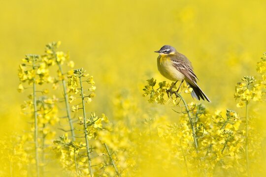 Yellow wagtail (Motacilla flava) sitting on rape blossom, Hesse, Germany, Europe