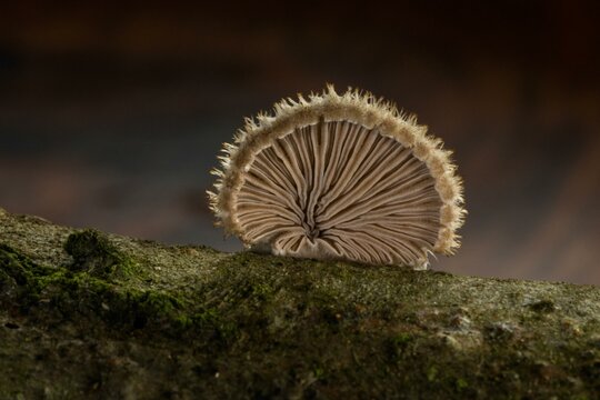 Split Gill (Schizophyllum commune), Mecklenburg-Vorpommern, Germany, Europe