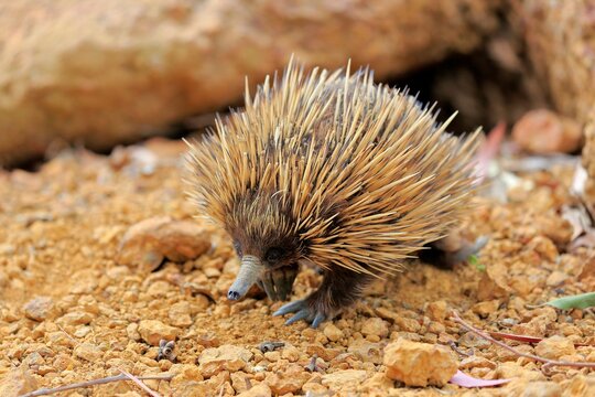 Short-beaked echidna (Tachyglossus aculeatus), adult, foraging, Parndana, Kangaroo Island, South Australia, Australia, Oceania