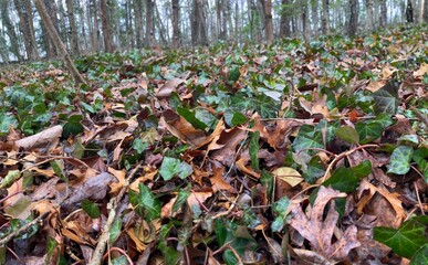 Woodland Nature Forest Floor Invasive English Ivy Winter Fallen Leaves Autumn